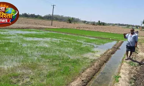 Karnal में किसान पूसा बासमती 1509 की ओर बढ़े Karnal में किसान पूसा बासमती 1509 की ओर बढ़े