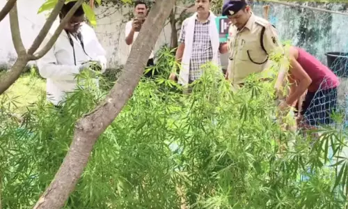 चतुर ग्रामीण के मंसूबे पर पुलिस ने फेरा पानी, घर की बाड़ी में उगाया था गांजा चतुर ग्रामीण के मंसूबे पर पुलिस ने फेरा पानी, घर की बाड़ी में उगाया था गांजा