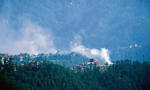 Himachal: शिमला के जंगल में लगी आग से पेड़-पौधे और जीव-जंतु नष्ट हो गए