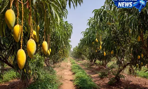 जापान के इम्पोर्ट बैन और यूनाइटेड स्टेट्स में बढ़ती माल ढुलाई लागत से भारतीय आम निर्यातकों पर दबाव बढ़ा