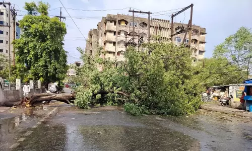 रजबंधा मैदान-मौदहापारा रोड में गिरा विशालकाय पेड़