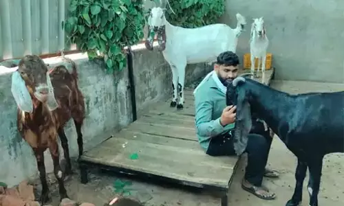 डेढ़ लाख में बिका बकरा, कुर्बानी देने मुस्लिम शख्स ने ख़रीदा डेढ़ लाख में बिका बकरा, कुर्बानी देने मुस्लिम शख्स ने ख़रीदा