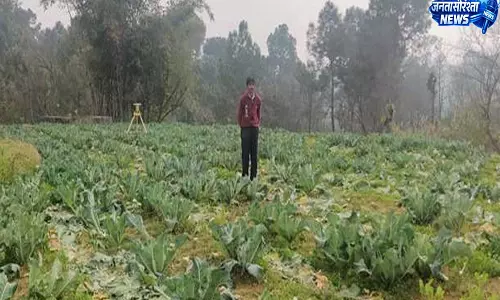 गर्मी की मार बेलों पर सूख गए फूल, पैदावार घटी