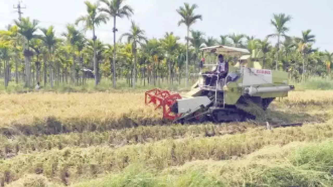 Karnataka: दावणगेरे में भारी बारिश से धान के खेत बर्बाद हो गए