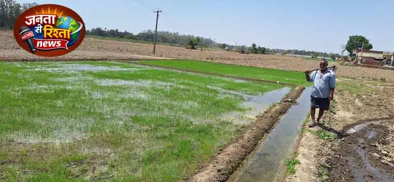 Karnal में किसान पूसा बासमती 1509 की ओर बढ़े Karnal में किसान पूसा बासमती 1509 की ओर बढ़े