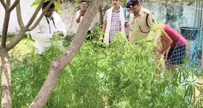 चतुर ग्रामीण के मंसूबे पर पुलिस ने फेरा पानी, घर की बाड़ी में उगाया था गांजा चतुर ग्रामीण के मंसूबे पर पुलिस ने फेरा पानी, घर की बाड़ी में उगाया था गांजा
