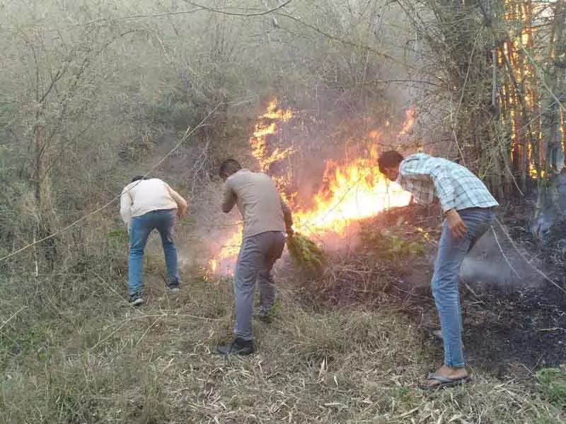 कसौली की पहाड़ियों में जंगल की आग भड़की कसौली की पहाड़ियों में जंगल की आग भड़की
