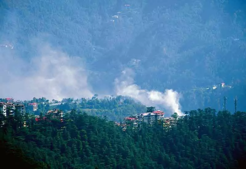 Himachal: शिमला के जंगल में लगी आग से पेड़-पौधे और जीव-जंतु नष्ट हो गए Himachal: शिमला के जंगल में लगी आग से पेड़-पौधे और जीव-जंतु नष्ट हो गए