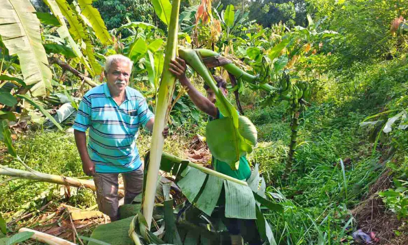 Kerala : हाथियों के लगातार नुकसान से परेशान किसान ने काटे 200 केले के पेड़, फसल तबाह Kerala : हाथियों के लगातार नुकसान से परेशान किसान ने काटे 200 केले के पेड़, फसल तबाह