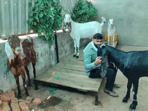 डेढ़ लाख में बिका बकरा, कुर्बानी देने मुस्लिम शख्स ने ख़रीदा डेढ़ लाख में बिका बकरा, कुर्बानी देने मुस्लिम शख्स ने ख़रीदा