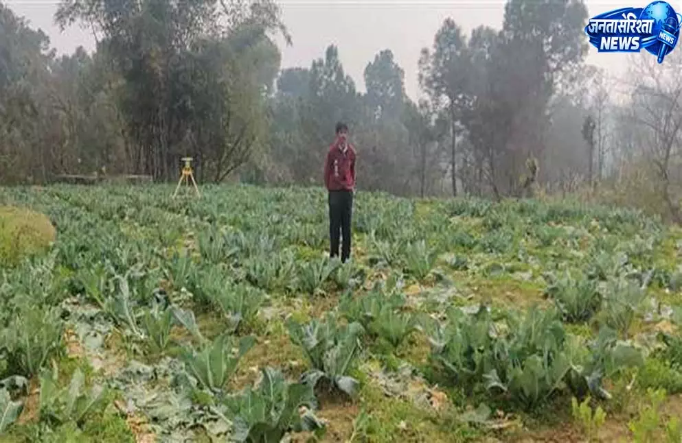 गर्मी की मार बेलों पर सूख गए फूल, पैदावार घटी गर्मी की मार बेलों पर सूख गए फूल, पैदावार घटी