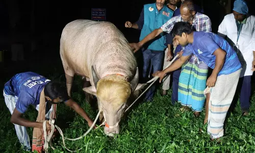 भैंसे का नाम डोनाल्ड ट्रंप, इसकी कुर्बानी देने पर सरकार ने लगाई रोक भैंसे का नाम डोनाल्ड ट्रंप, इसकी कुर्बानी देने पर सरकार ने लगाई रोक