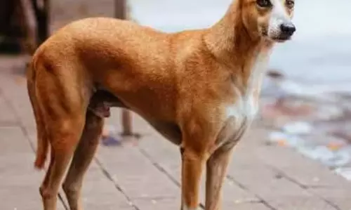 रोज 25 लोगों को काट रहा कुत्ता, दहशत का माहौल रोज 25 लोगों को काट रहा कुत्ता, दहशत का माहौल