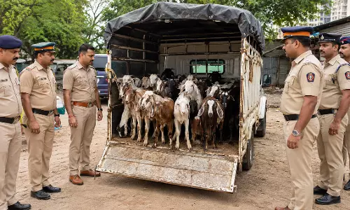 Bakrid से पहले वसई-विरार में सख्ती, 42 बकरियों से भरी पिकअप जब्त