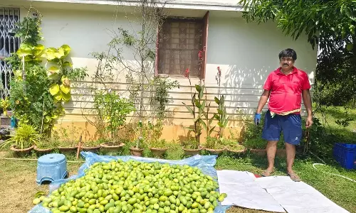 Odisha : किसान प्रमोद पुरोहित की आम की खेती बनी सफलता की कहानी Odisha : किसान प्रमोद पुरोहित की आम की खेती बनी सफलता की कहानी