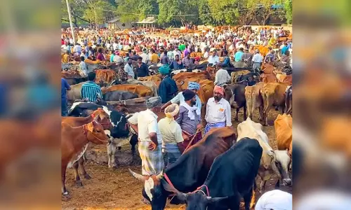 Bakrid पर पोलाची मवेशी बाजार में 5 करोड़ से अधिक का कारोबार, 4,000 मवेशियों की बिक्री Bakrid पर पोलाची मवेशी बाजार में 5 करोड़ से अधिक का कारोबार, 4,000 मवेशियों की बिक्री