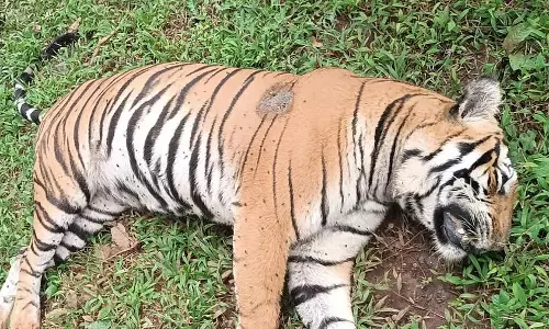 Chandrapur : ट्रेन की चपेट में आकर बाघिन की मौत