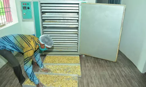 जशपुर का काजू बना किसानों की समृद्धि की नई पहचान जशपुर का काजू बना किसानों की समृद्धि की नई पहचान