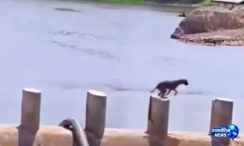VIDEO: पहली कोशिश में नाकाम हुआ कुत्ता, हार नहीं मानी और दूसरी बार में कर दिखाया कमाल VIDEO: पहली कोशिश में नाकाम हुआ कुत्ता, हार नहीं मानी और दूसरी बार में कर दिखाया कमाल