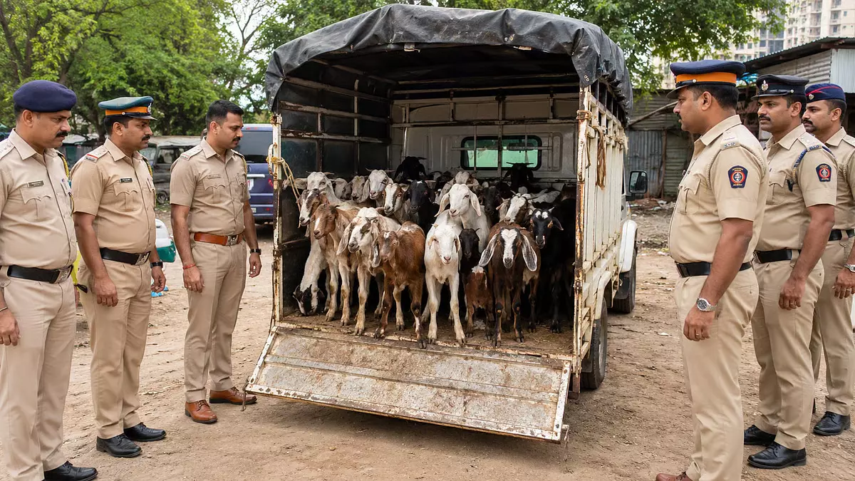 Bakrid से पहले वसई-विरार में सख्ती, 42 बकरियों से भरी पिकअप जब्त Bakrid से पहले वसई-विरार में सख्ती, 42 बकरियों से भरी पिकअप जब्त
