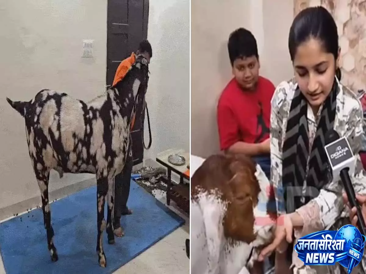 Bakrid Special: इंदौर के 200 किलो और 48 इंच लंबे बकरे ‘सुल्तान’ की कीमत ₹8 लाख Bakrid Special: इंदौर के 200 किलो और 48 इंच लंबे बकरे ‘सुल्तान’ की कीमत ₹8 लाख