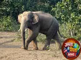 Khurda टस्कर के हमले में व्यक्ति की हालत गंभीर Khurda टस्कर के हमले में व्यक्ति की हालत गंभीर
