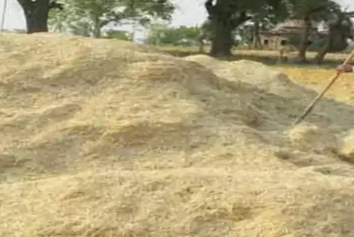 गुरुजी गायों के लिए भूसा इकट्ठा करें, शिक्षा विभाग का आदेश गुरुजी गायों के लिए भूसा इकट्ठा करें, शिक्षा विभाग का आदेश