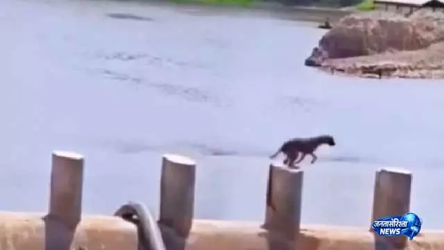 VIDEO: पहली कोशिश में नाकाम हुआ कुत्ता, हार नहीं मानी और दूसरी बार में कर दिखाया कमाल VIDEO: पहली कोशिश में नाकाम हुआ कुत्ता, हार नहीं मानी और दूसरी बार में कर दिखाया कमाल
