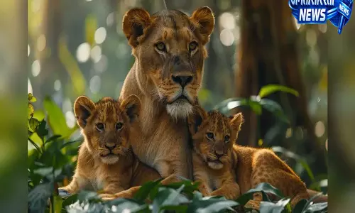 बेबेसिया क्या है? जानिए उस टिक-जनित परजीवी के बारे में जो गिर के शेरों के लिए बन रहा है खतरा