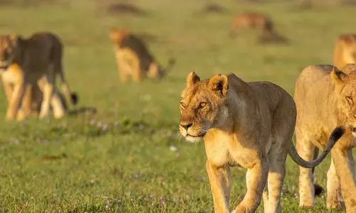 वायरस से कई शेरों की मौत, फॉरेस्ट डिपार्टमेंट में हड़कंप वायरस से कई शेरों की मौत, फॉरेस्ट डिपार्टमेंट में हड़कंप