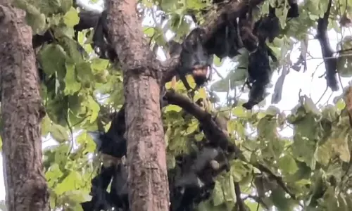 चमगादड़ों की जान बचाने की कवायद शुरू, पेड़ों में पानी का छिड़काव चमगादड़ों की जान बचाने की कवायद शुरू, पेड़ों में पानी का छिड़काव