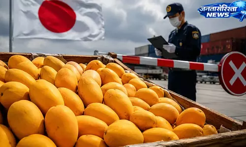 Japan ने 20 साल बाद भारतीय आमों के आयात पर लगाया बैन, निर्यात पर पड़ा बड़ा असर