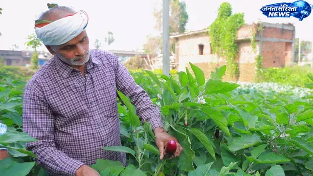Bihar : काको के किसान सुरेंद्र सिंह ने आधुनिक खेती से बढ़ाई आमदनी Bihar : काको के किसान सुरेंद्र सिंह ने आधुनिक खेती से बढ़ाई आमदनी