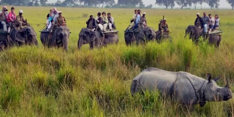 Assam: काजीरंगा ने बनाया नया रिकॉर्ड, 5.48 लाख से अधिक पर्यटकों ने किया दौरा Assam: काजीरंगा ने बनाया नया रिकॉर्ड, 5.48 लाख से अधिक पर्यटकों ने किया दौरा