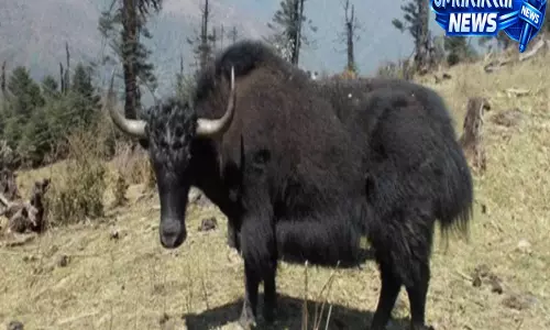 Arunachal-Bhutan सीमा पर सतर्कता बढ़ी, बीमारी के मद्देनज़र याकों की आवाजाही पर बैन