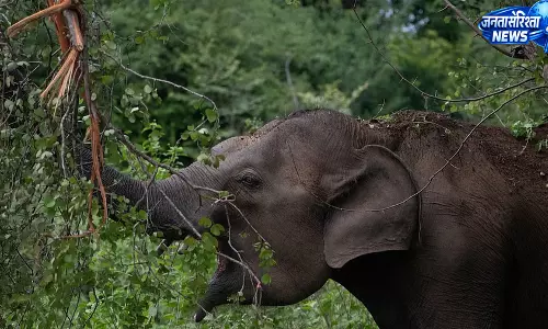 Athirapally : जंगली हाथी के हमले में व्यक्ति की मौत, वन विभाग ने जांच शुरू की Athirapally : जंगली हाथी के हमले में व्यक्ति की मौत, वन विभाग ने जांच शुरू की
