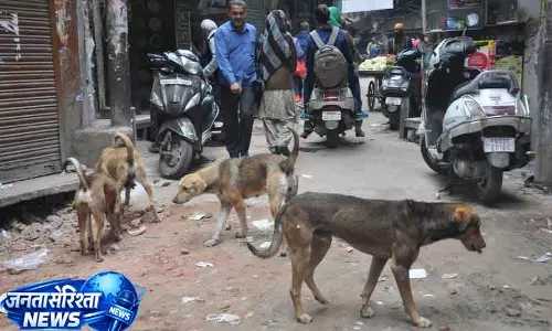 Punjab एक्सप्लेनर: आवारा कुत्तों पर अभियान क्यों है विवादित