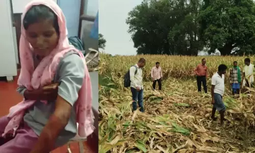 मक्के की फसल में बैठा था भालू, हमले से महिला घायल