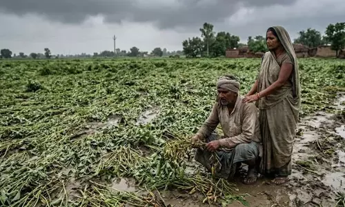 UP : तेज आंधी और बारिश से किसानों को भारी नुकसान, मूंग और उड़द की फसल बर्बाद