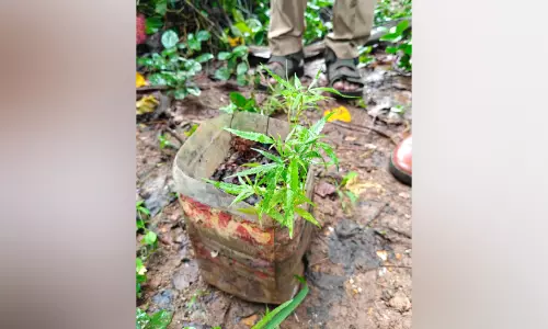 Kerala : घर के पीछे गांजे की खेती करते युवक को गिरफ्तार Kerala : घर के पीछे गांजे की खेती करते युवक को गिरफ्तार