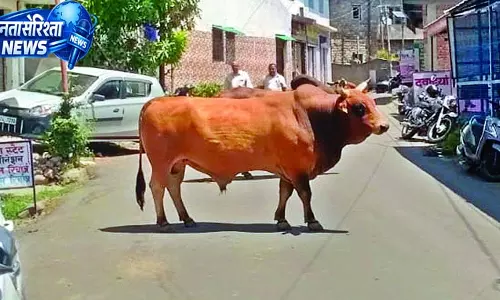 किसानों के खेत उजाड़े, सडक़ों पर बने खतरा किसानों के खेत उजाड़े, सडक़ों पर बने खतरा