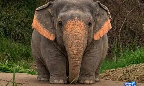 दिल्ली पुलिस ने ‘Borneo Pygmy elephant’ मीम से सड़क सुरक्षा का दिया संदेश