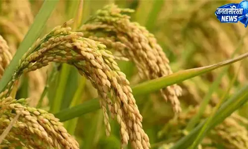 खरीफ सीजन की तैयारी तेज, 32 हजार टन से अधिक खाद का भंडारण खरीफ सीजन की तैयारी तेज, 32 हजार टन से अधिक खाद का भंडारण