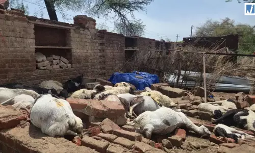 भीषण तूफान ने मचाई तबाही, मलबे में दबकर 36 भेड़ों की मौत भीषण तूफान ने मचाई तबाही, मलबे में दबकर 36 भेड़ों की मौत