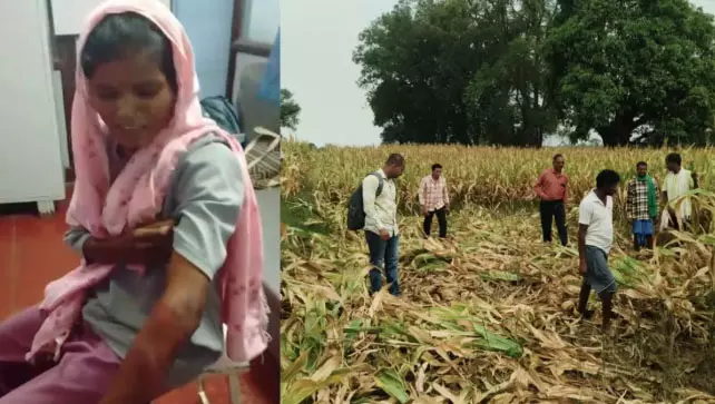मक्के की फसल में बैठा था भालू, हमले से महिला घायल मक्के की फसल में बैठा था भालू, हमले से महिला घायल