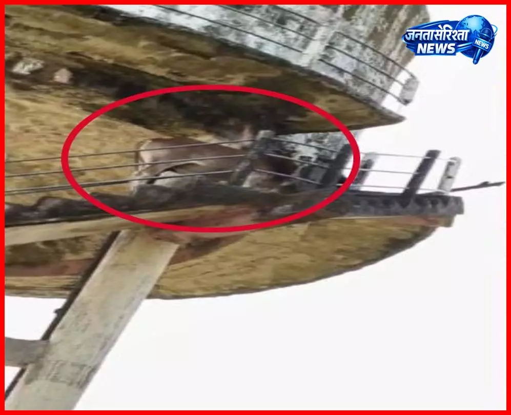 पानी की टंकी पर चढ़ा सांड, ग्रामीणों ने देसी तरीके से किया रेस्क्यू पानी की टंकी पर चढ़ा सांड, ग्रामीणों ने देसी तरीके से किया रेस्क्यू