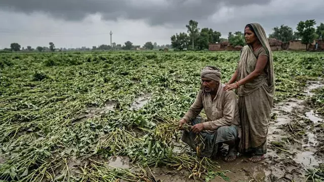 UP : तेज आंधी और बारिश से किसानों को भारी नुकसान, मूंग और उड़द की फसल बर्बाद UP : तेज आंधी और बारिश से किसानों को भारी नुकसान, मूंग और उड़द की फसल बर्बाद
