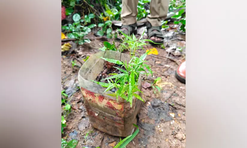 Kerala : घर के पीछे गांजे की खेती करते युवक को गिरफ्तार Kerala : घर के पीछे गांजे की खेती करते युवक को गिरफ्तार