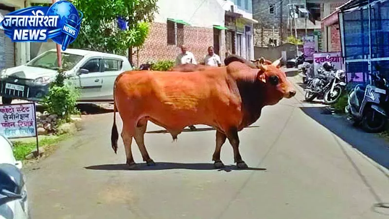 किसानों के खेत उजाड़े, सडक़ों पर बने खतरा किसानों के खेत उजाड़े, सडक़ों पर बने खतरा