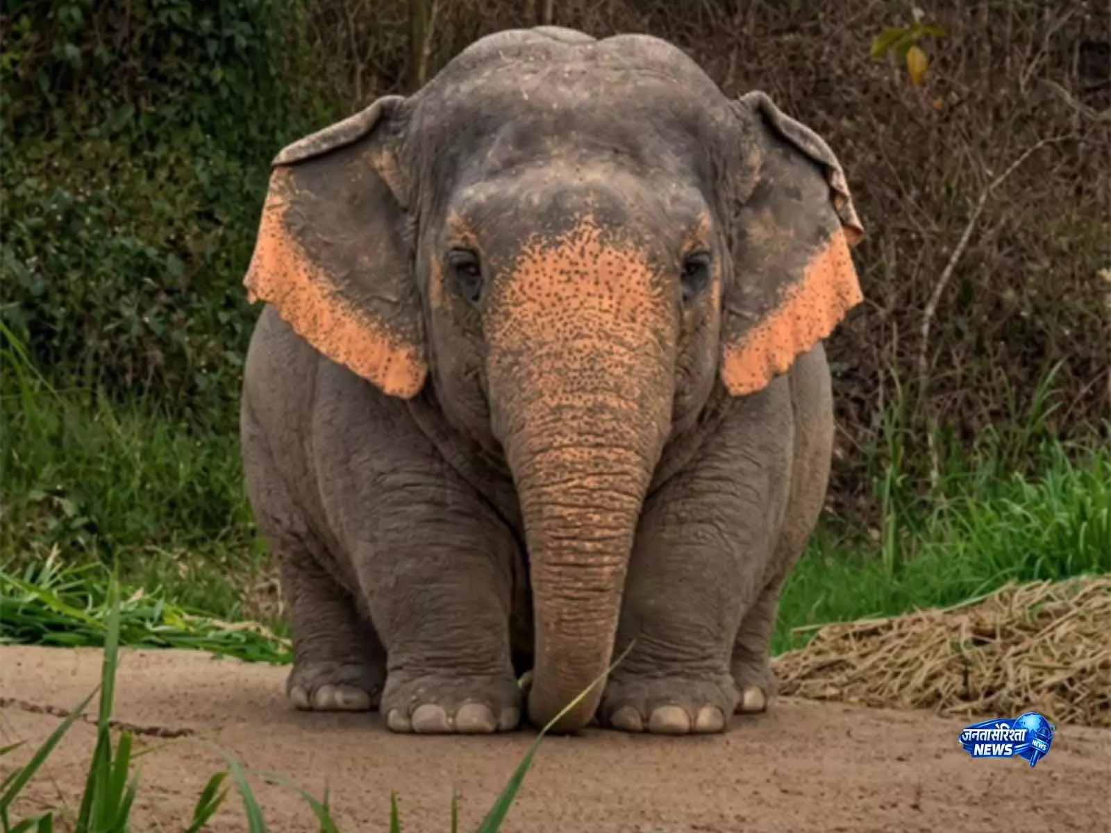 दिल्ली पुलिस ने ‘Borneo Pygmy elephant’ मीम से सड़क सुरक्षा का दिया संदेश दिल्ली पुलिस ने ‘Borneo Pygmy elephant’ मीम से सड़क सुरक्षा का दिया संदेश